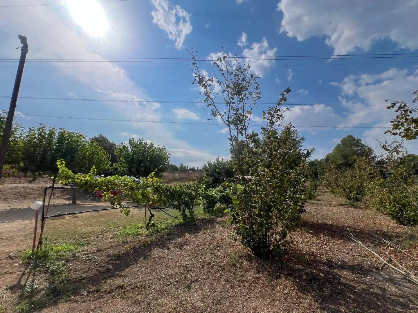 Finca rústica en venda en Les Borges del Camp amb Jardí privat, Traster i Piscina