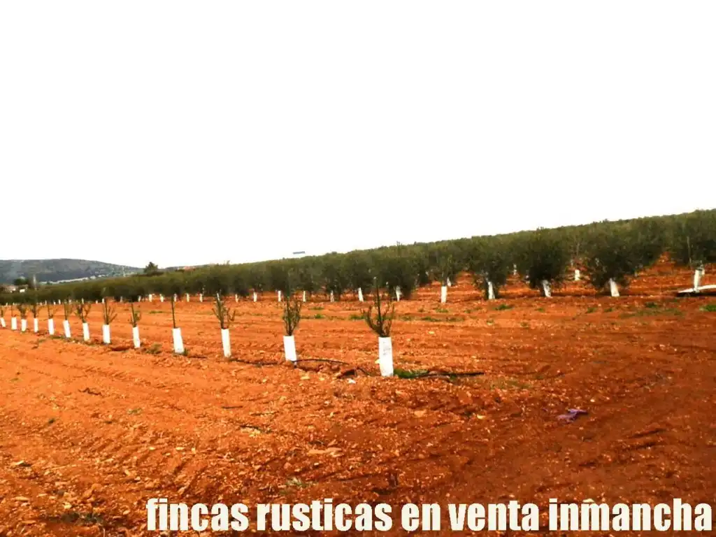 Rural land for sale in Valdepeñas, imagen 3