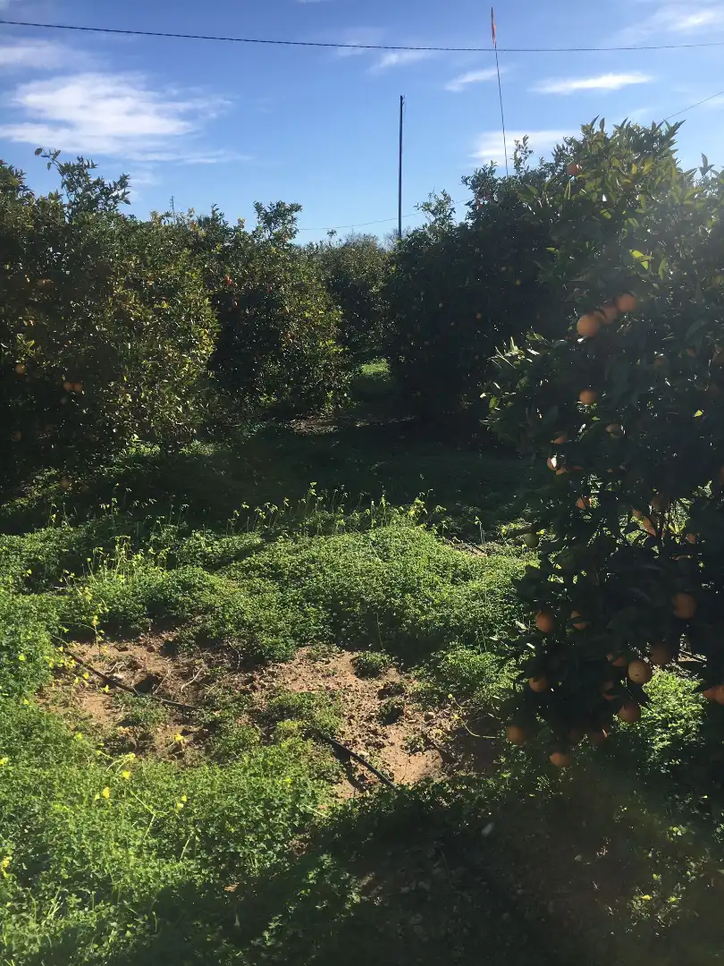 Land for sale in Beniflá