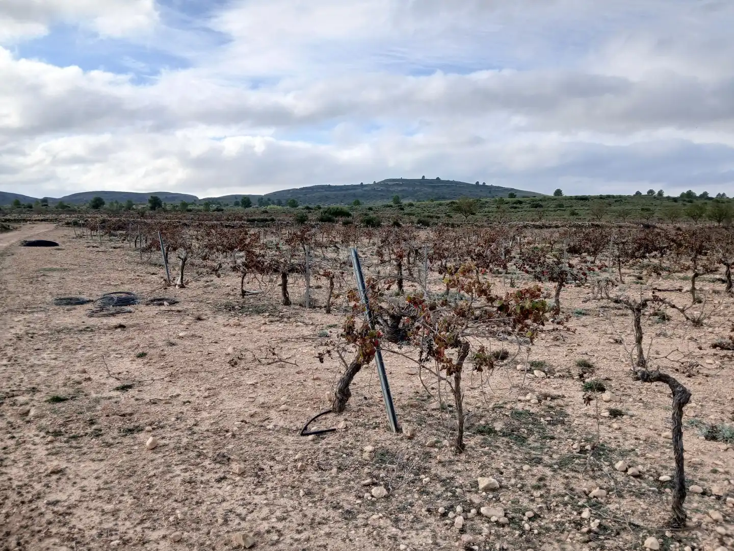 Residential land for sale in Yecla, imagen 22