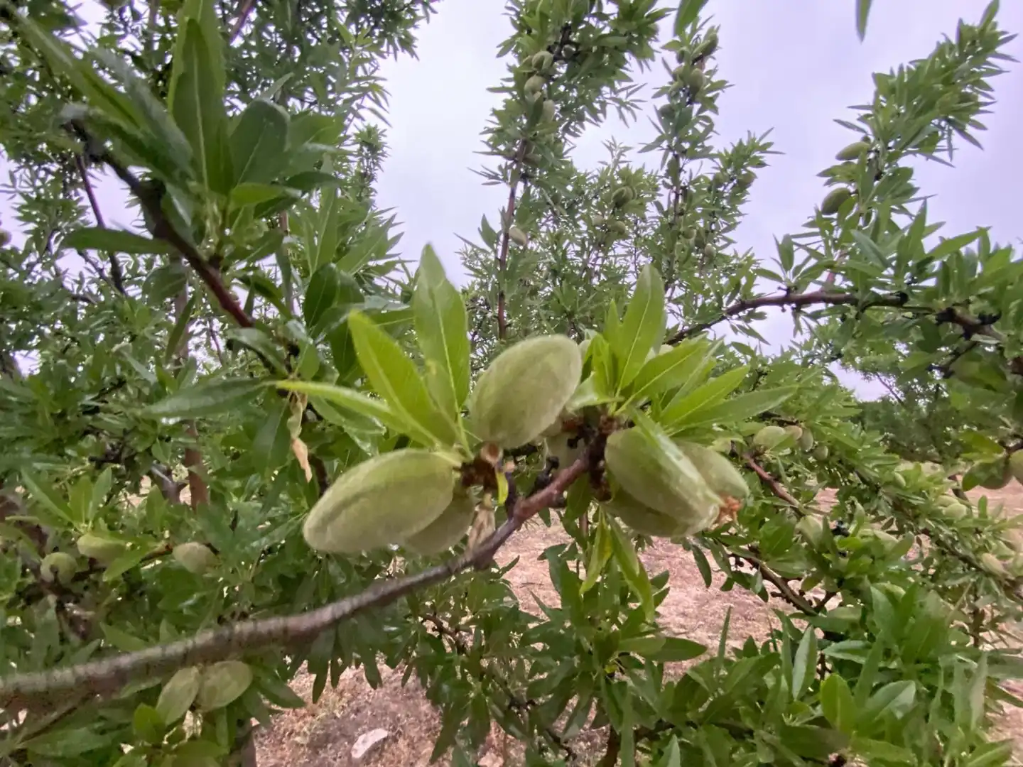 Terreni e lotti in vendita a Guadahortuna, imagen 11