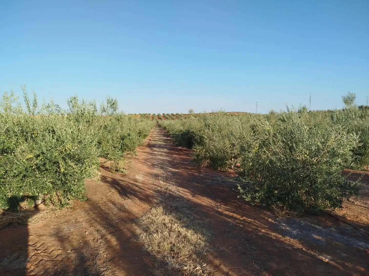 Terreno rustico in vendita a Oeste