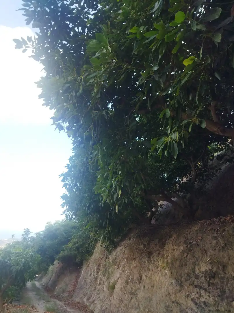 Vista exterior de Finca rústica en venda en Almuñécar amb Jardí privat, Terrassa i Piscina