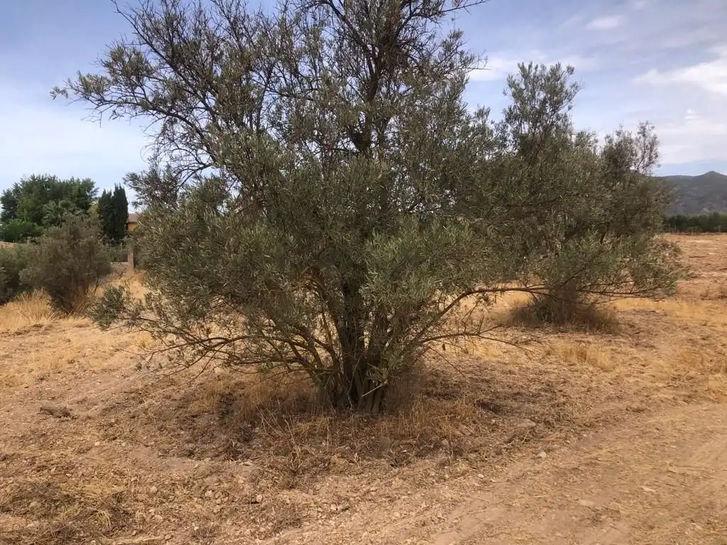 Rural land for sale in Dúrcal, imagen 9