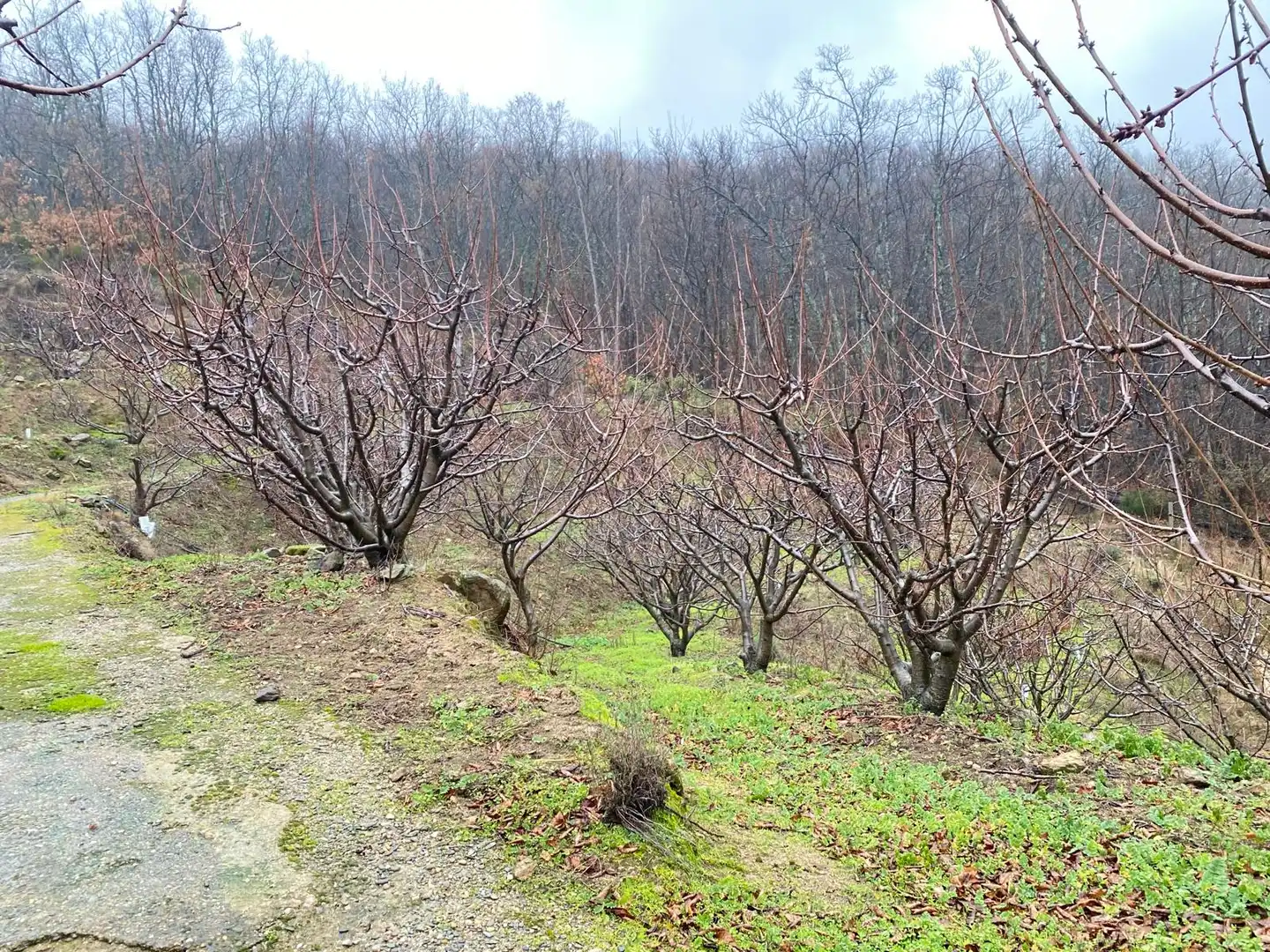 Terreni e lotti in vendita a Arroyomolinos de la Vera, imagen 11