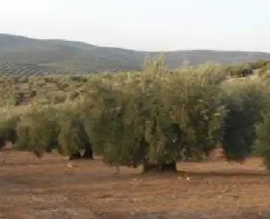 Terreni e lotti in vendita a Martos