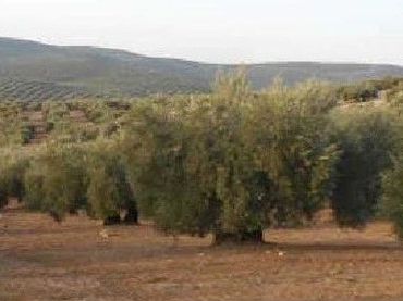 Rustikales Grundstück zum Verkauf in Martos