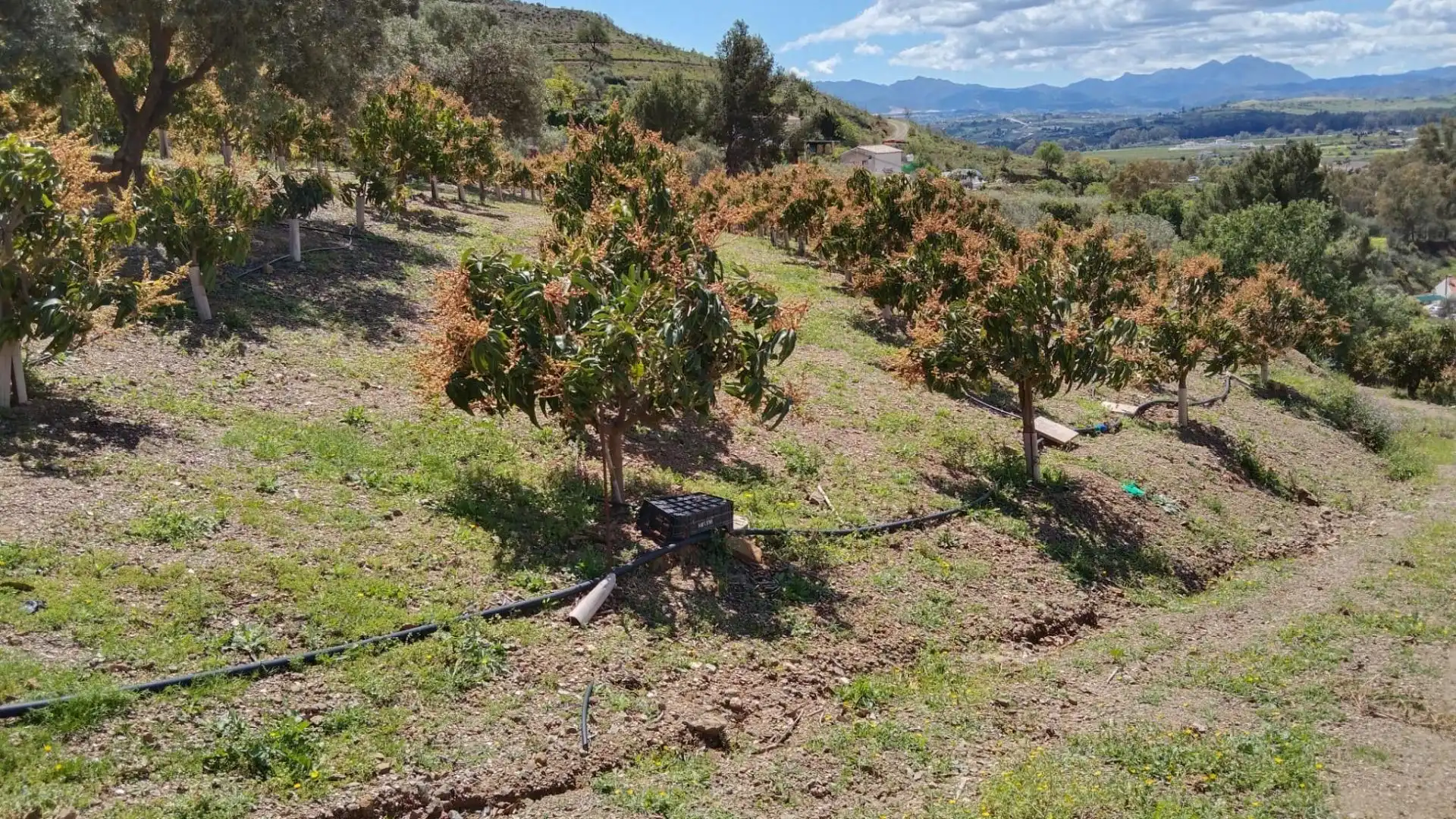 Terreno en venta en Camino 29569