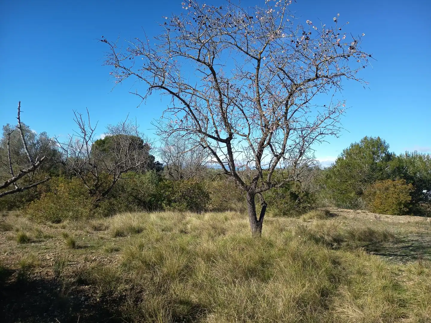 Finca rústica en venda en Ulldecona