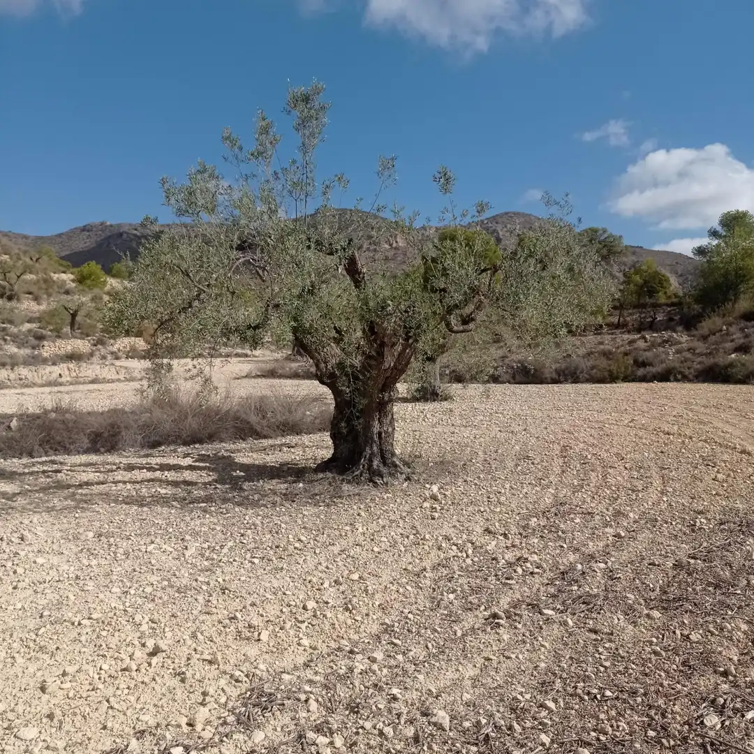 Terrain rustique à vendre à Hondón de las Nieves / El Fondó de les Neus, imagen 19