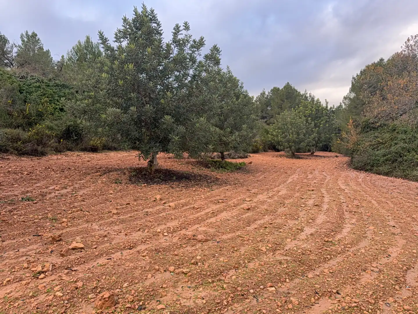 Terrain rustique à vendre à Carretera a la Maso 1G, imagen 9