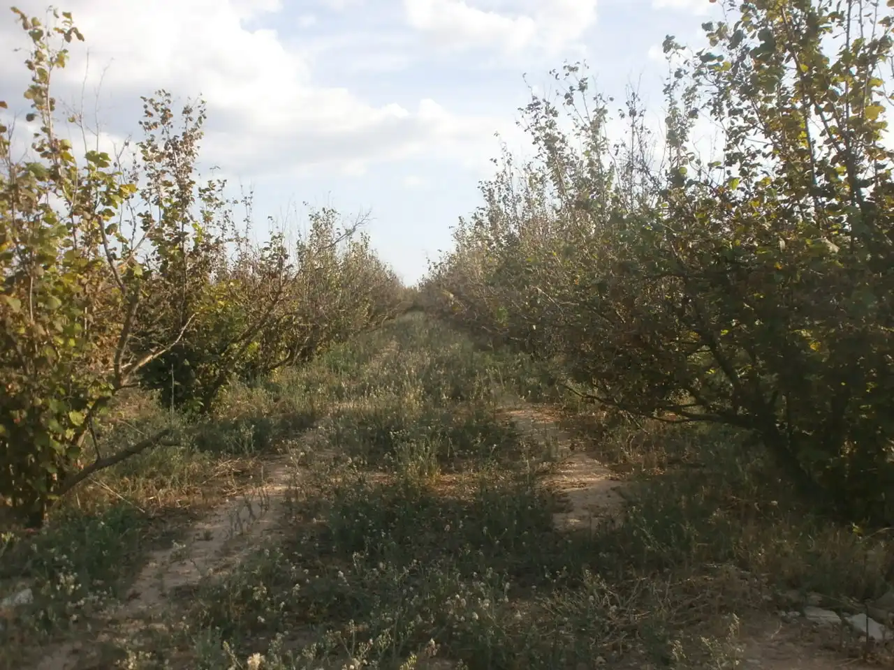 Land for sale in El Rourell