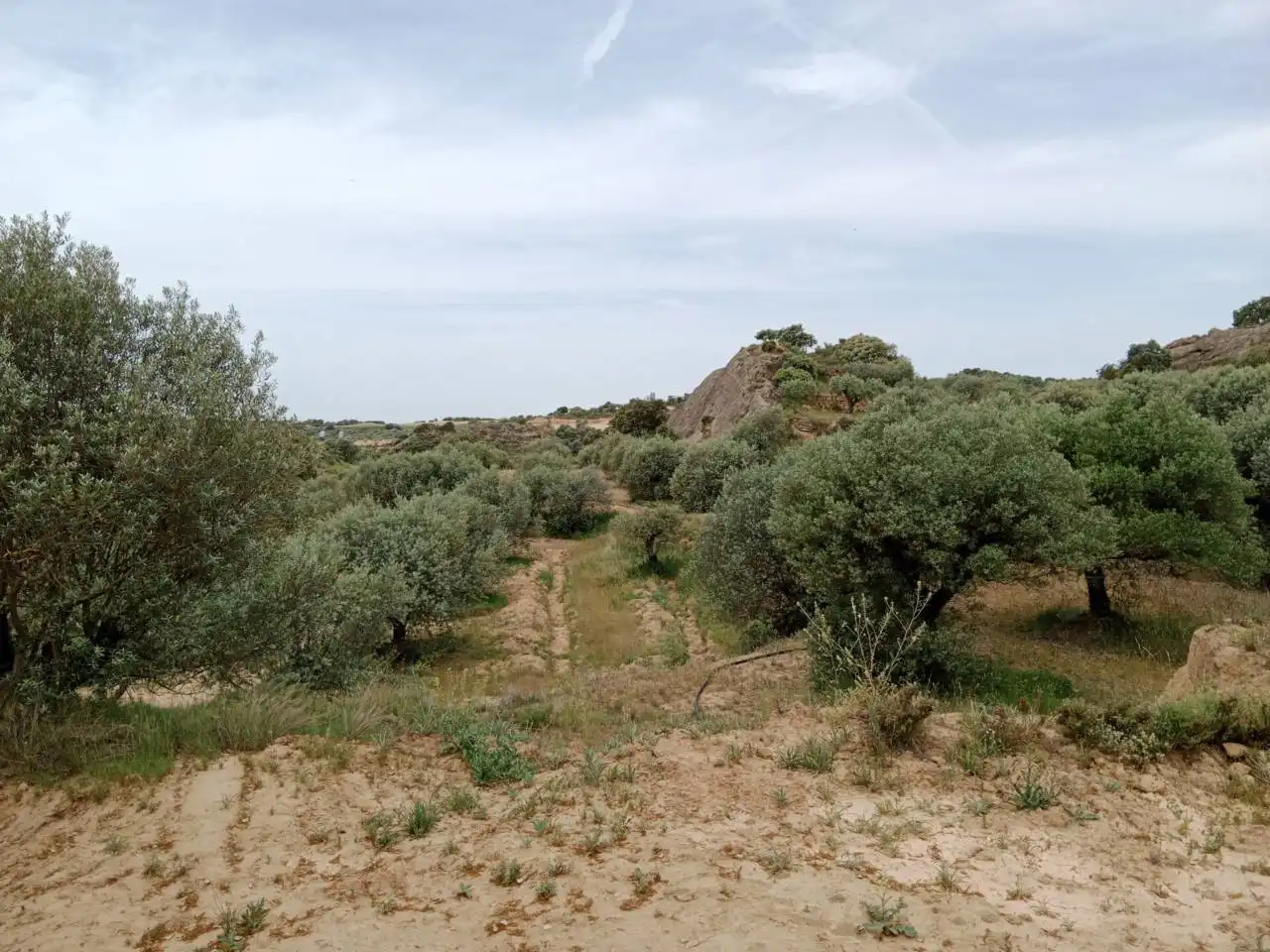 Terreni e lotti in vendita a Tamarite de Litera