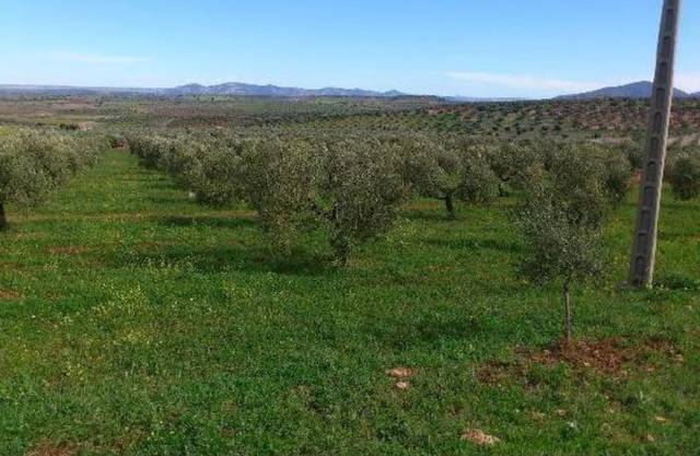 Terreno en Venta en RETAMAL en Génave