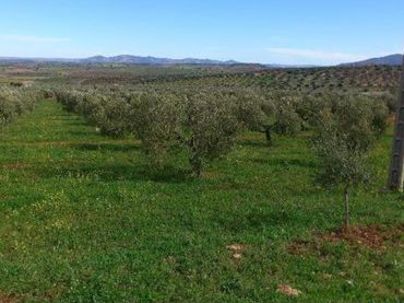 Terreno rustico in vendita a RETAMAL