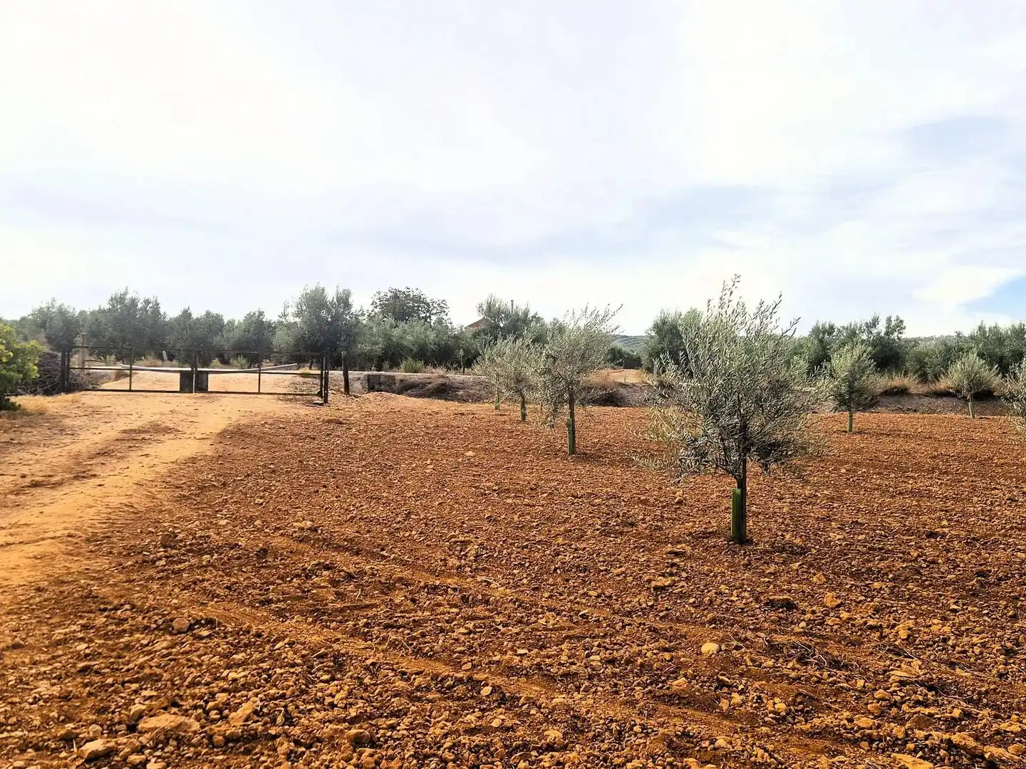 Terreny rústic en venda a Moraleda de Zafayona, imagen 11