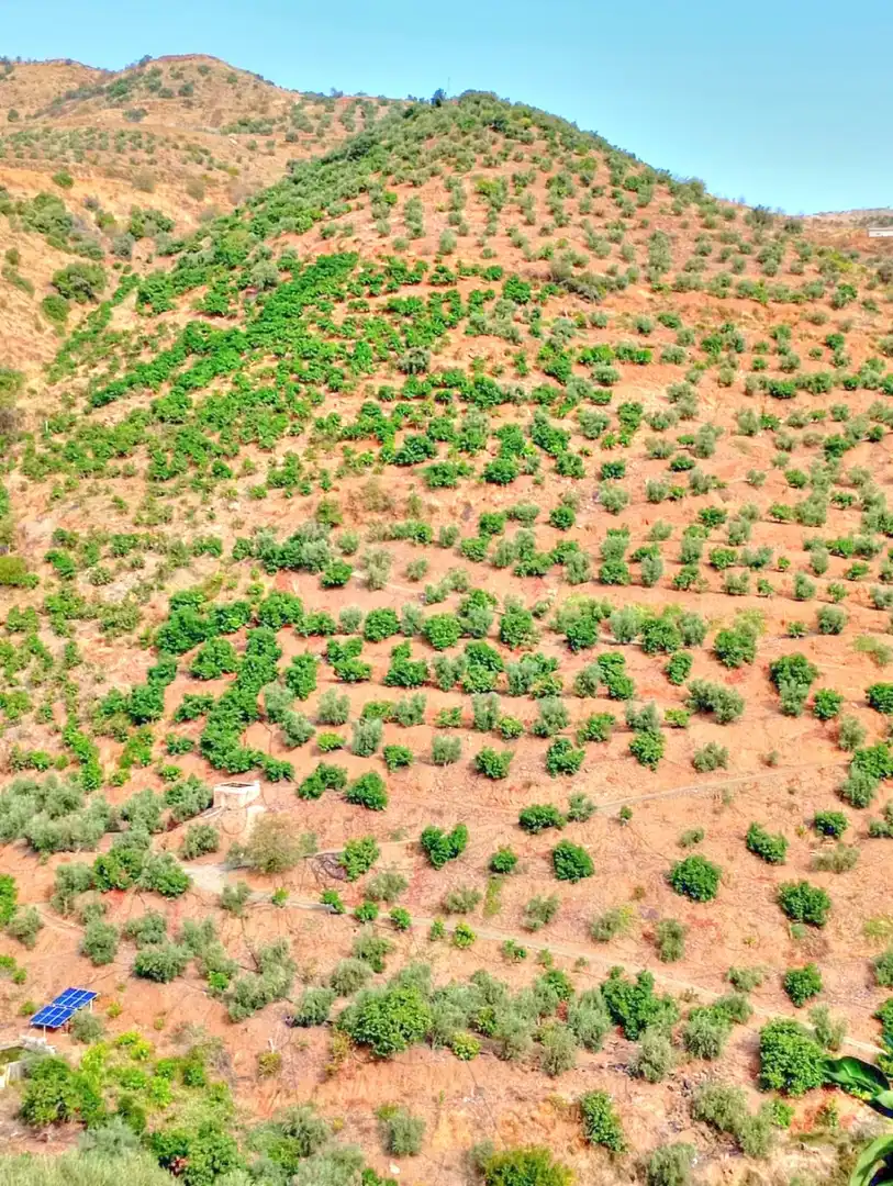 Rural land for sale in El Borge, imagen 6