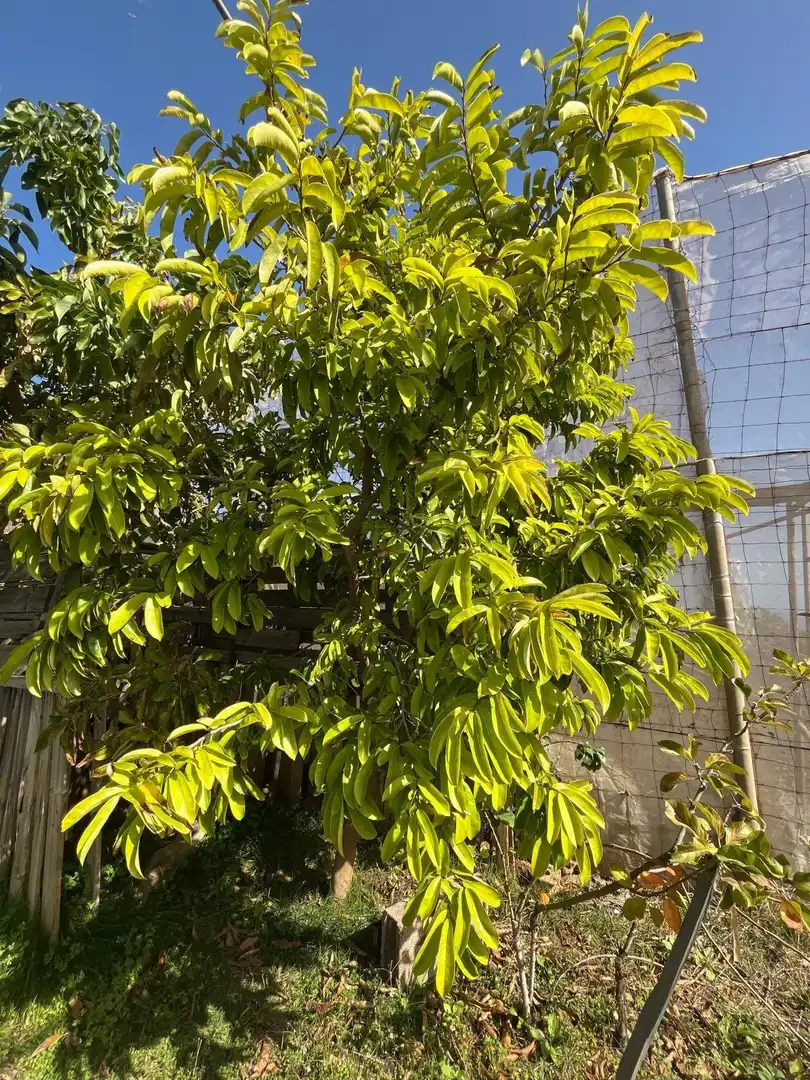 Jardín de Residencial en venta en El Pinar de El Hierro
