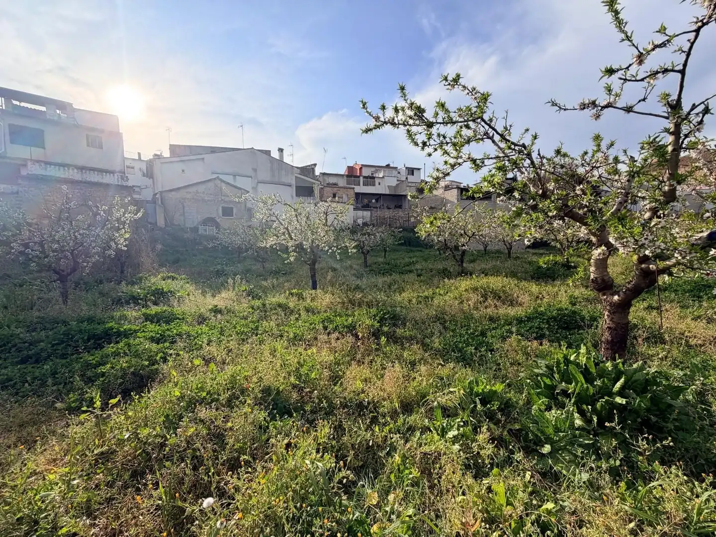 Terreno rustico in vendita a Albaida, imagen 3