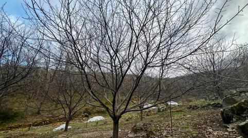 Foto 4 de Terreno en venta en Calle Nueva, 5, Garganta la Olla, Cáceres