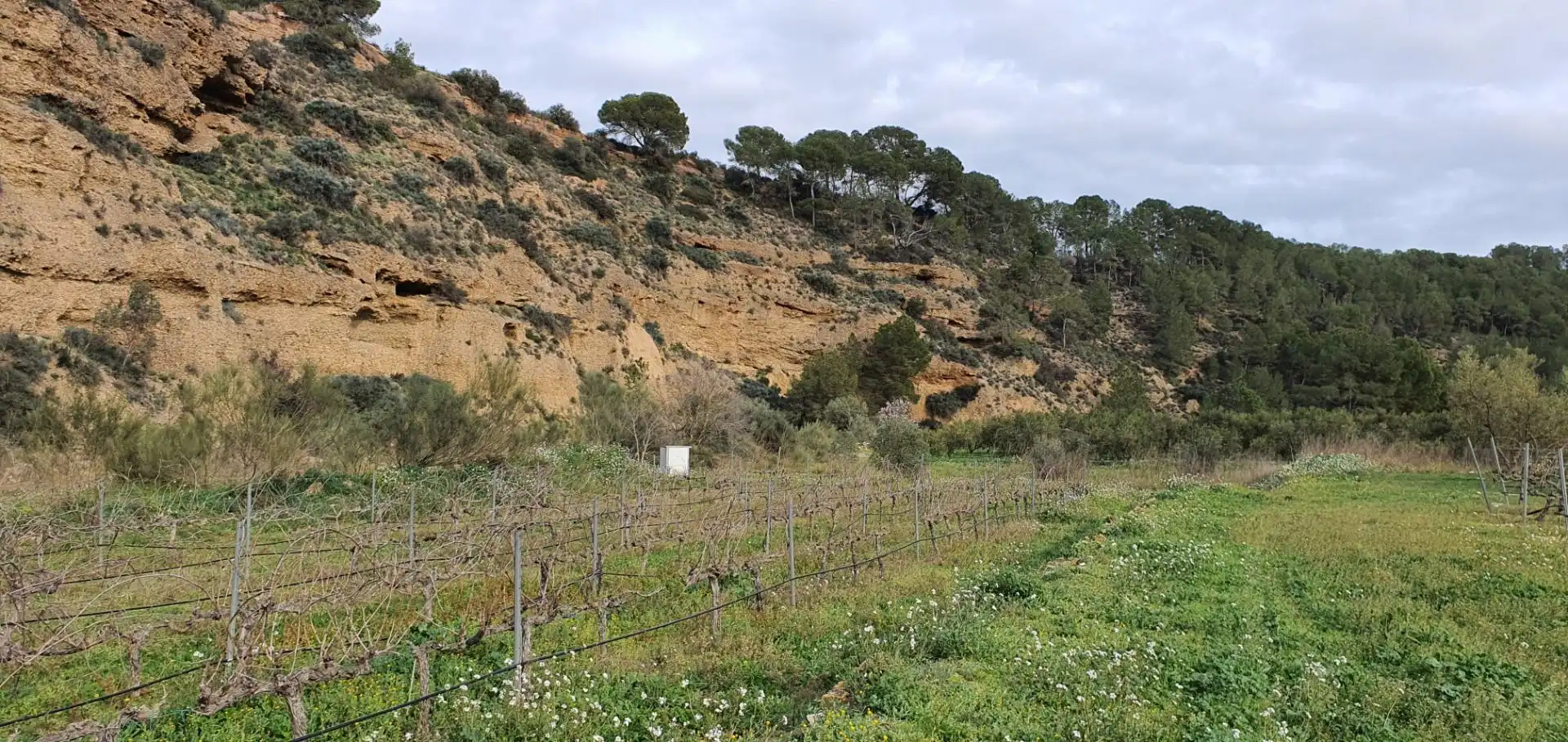 Rural land for sale in Ginestar