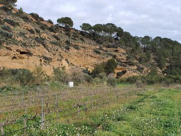 Terreno rustico in vendita a Ginestar