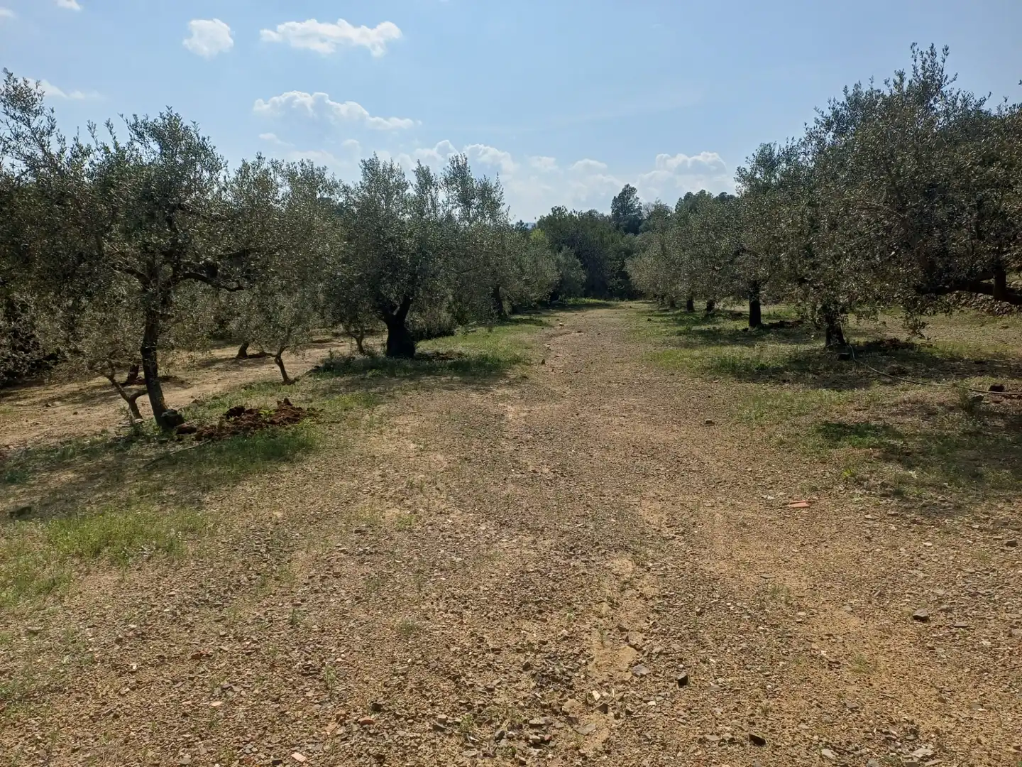 Terreno rustico in vendita a Riudecanyes, imagen 14