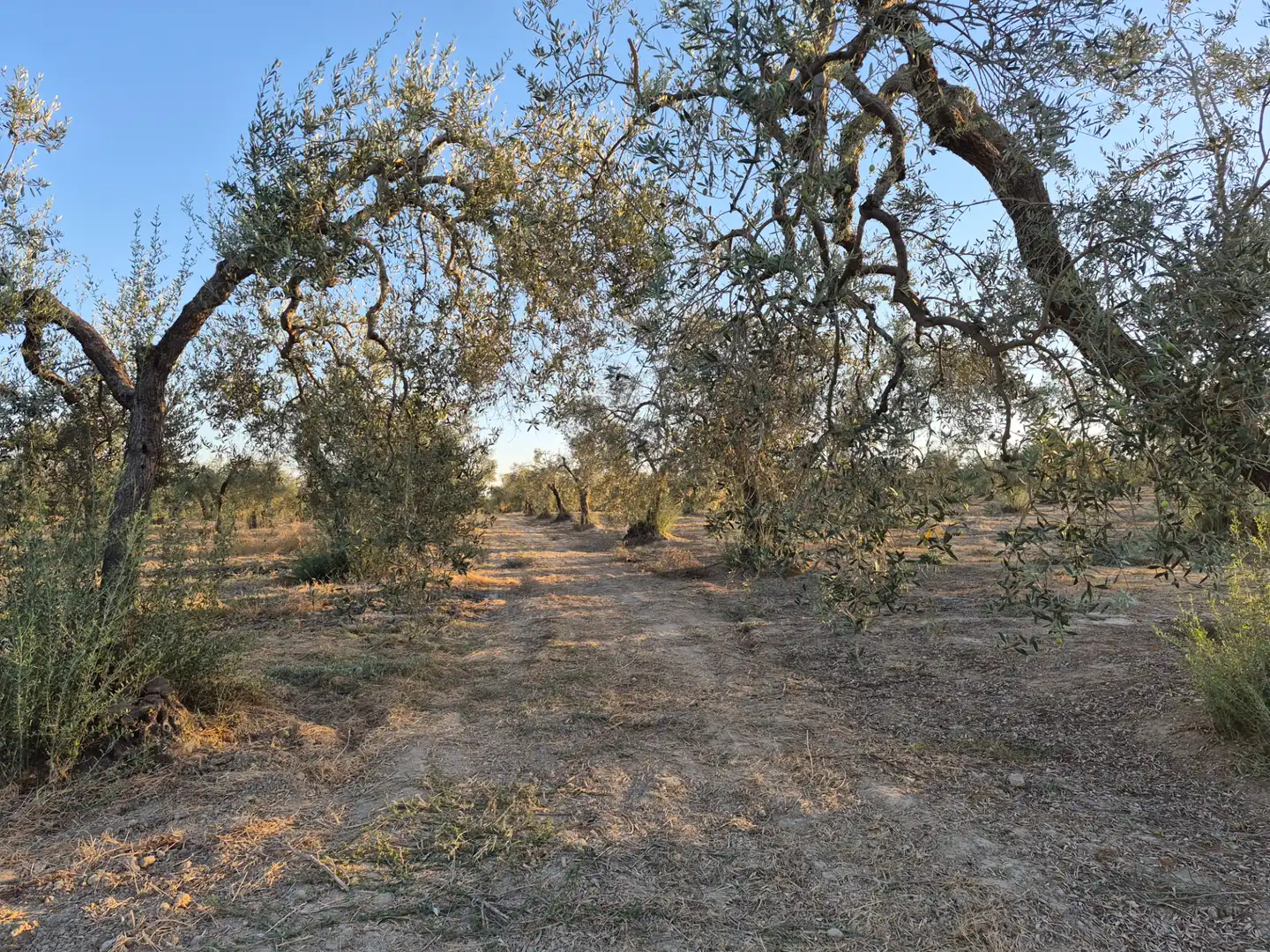 Rustikales Grundstück zum Verkauf in Espartinas Pueblo