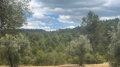 Finca de olivos en barrancos, immagine 5