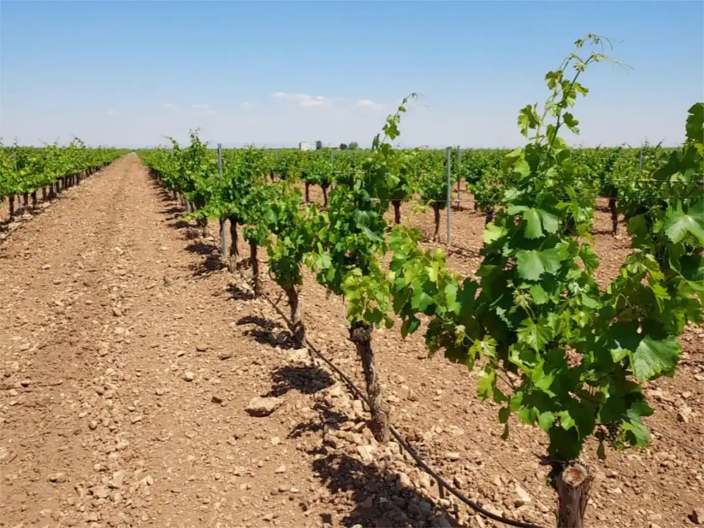 Vista exterior de Finca rústica en venda en Manzanares