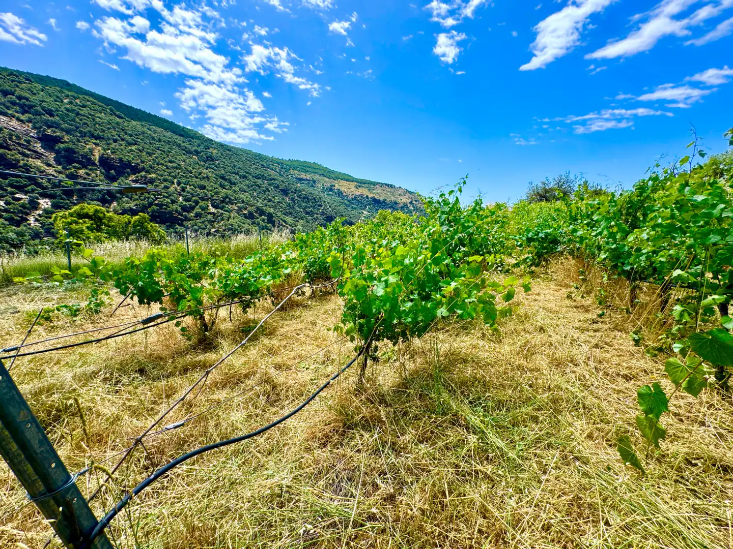 Terreni e lotti in vendita a Alpujarra de la Sierra, imagen 10