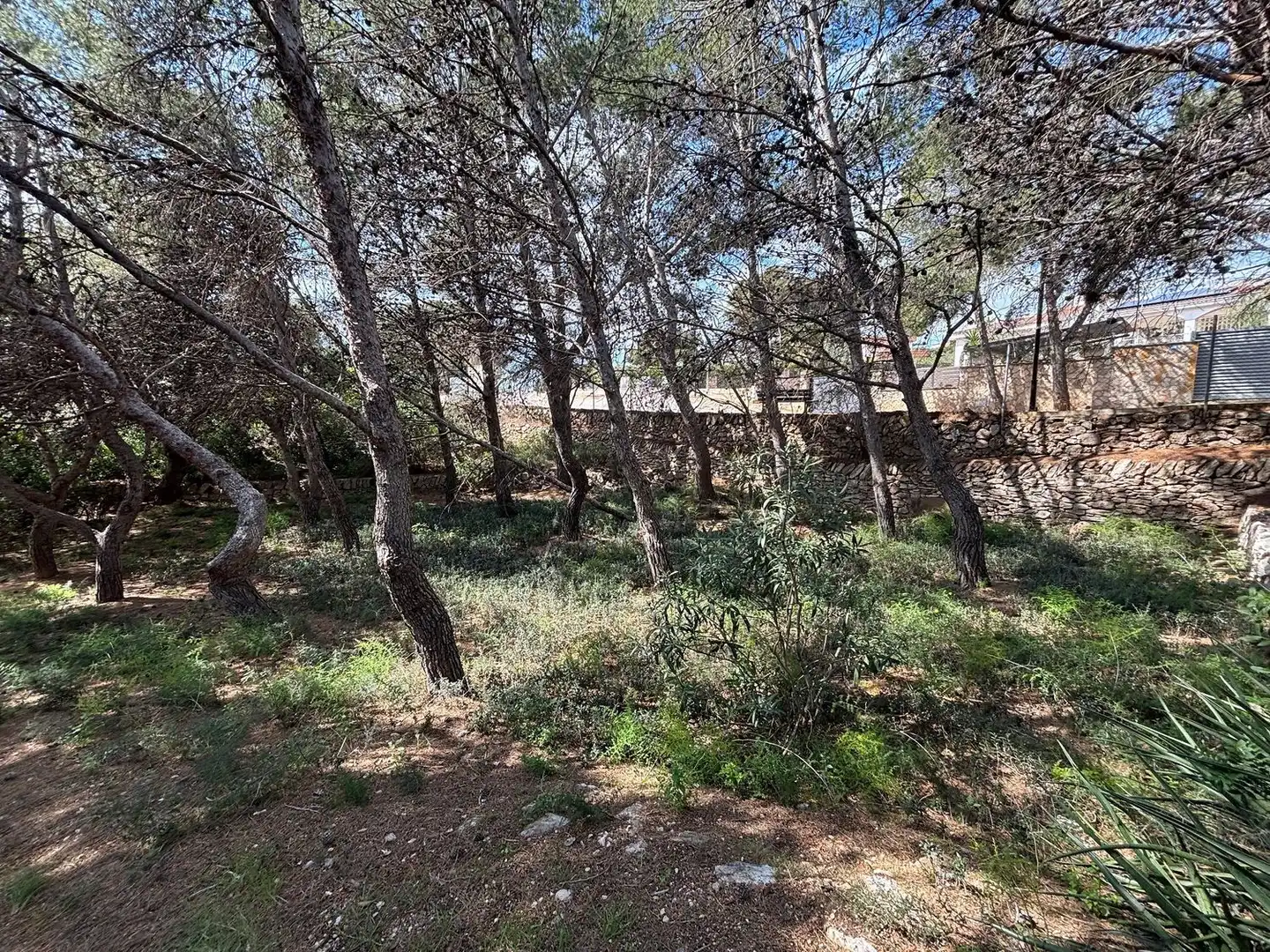 Terreno rustico in vendita a Calle Mimosa, imagen 2