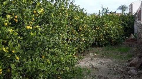 Photo 3 of Land for sale in Camino de Los Pinos, San José de la Vega, Murcia