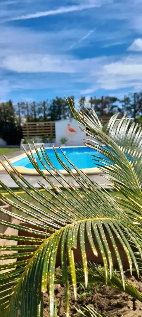 Piscina de Casa o xalet de lloguer en Barbate amb Calefacció, Jardí privat i Terrassa