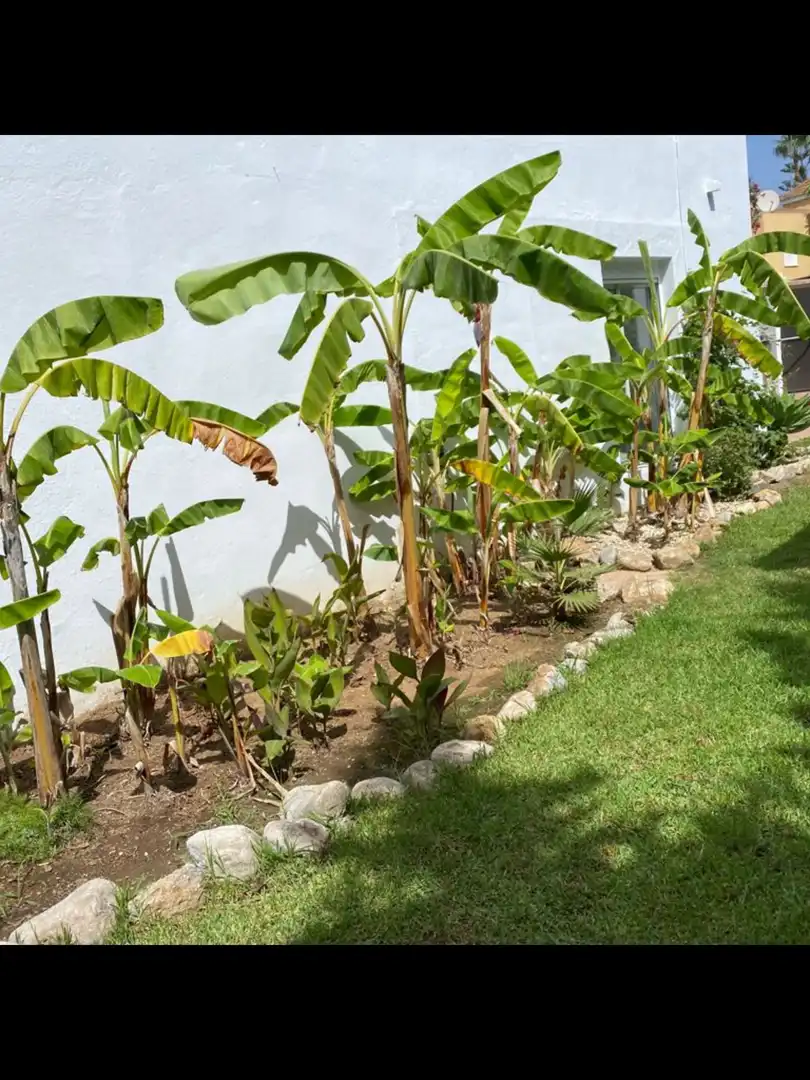 Jardí de Casa o xalet de lloguer en Marbella