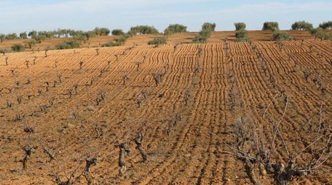 Espectacular Finca de 120 Ha en Tierra de Barros Máxima Rentabilidad Agrícola, immagine 2