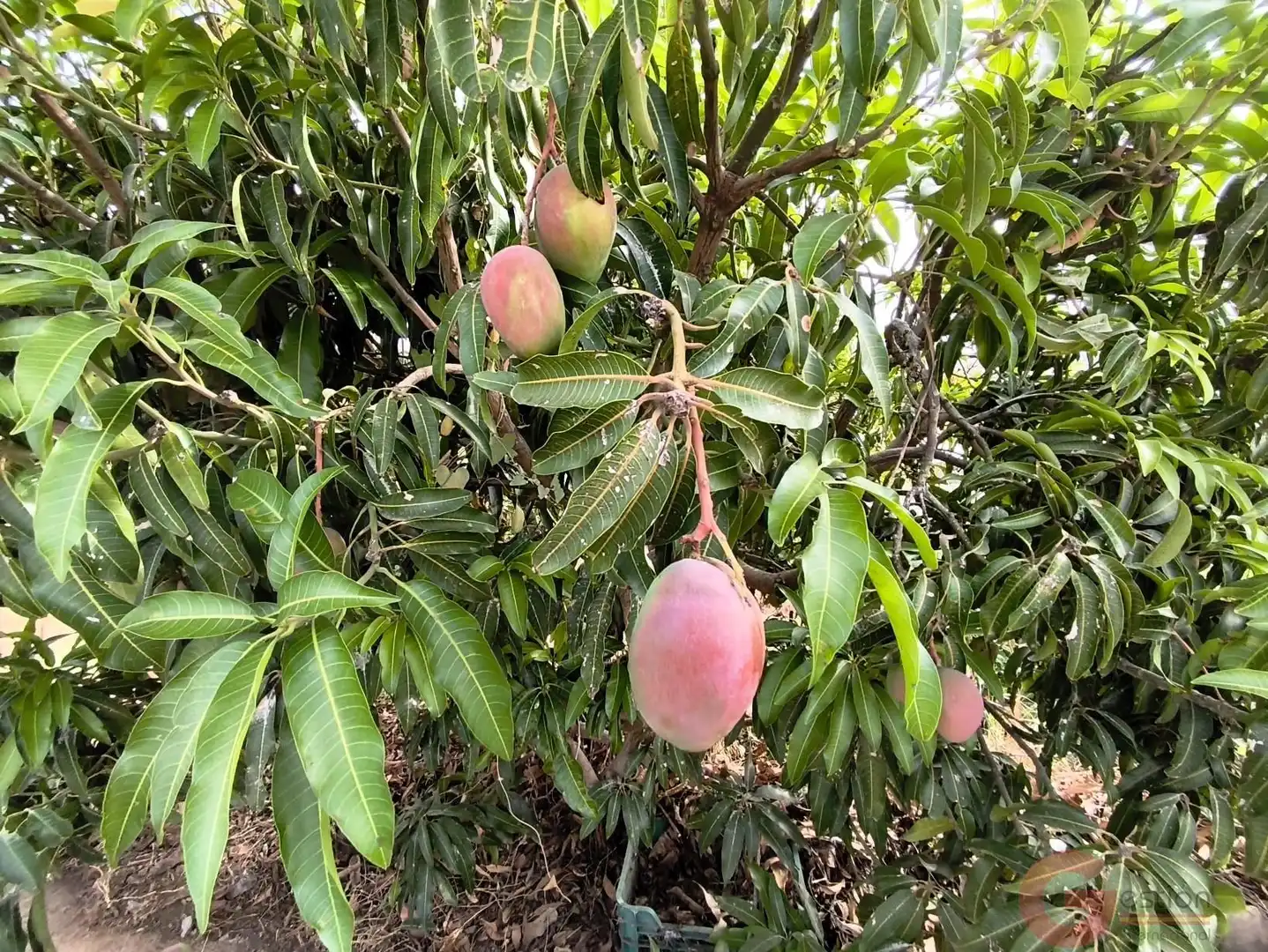 Jardí de Finca rústica en venda en Motril amb Terrassa i Piscina
