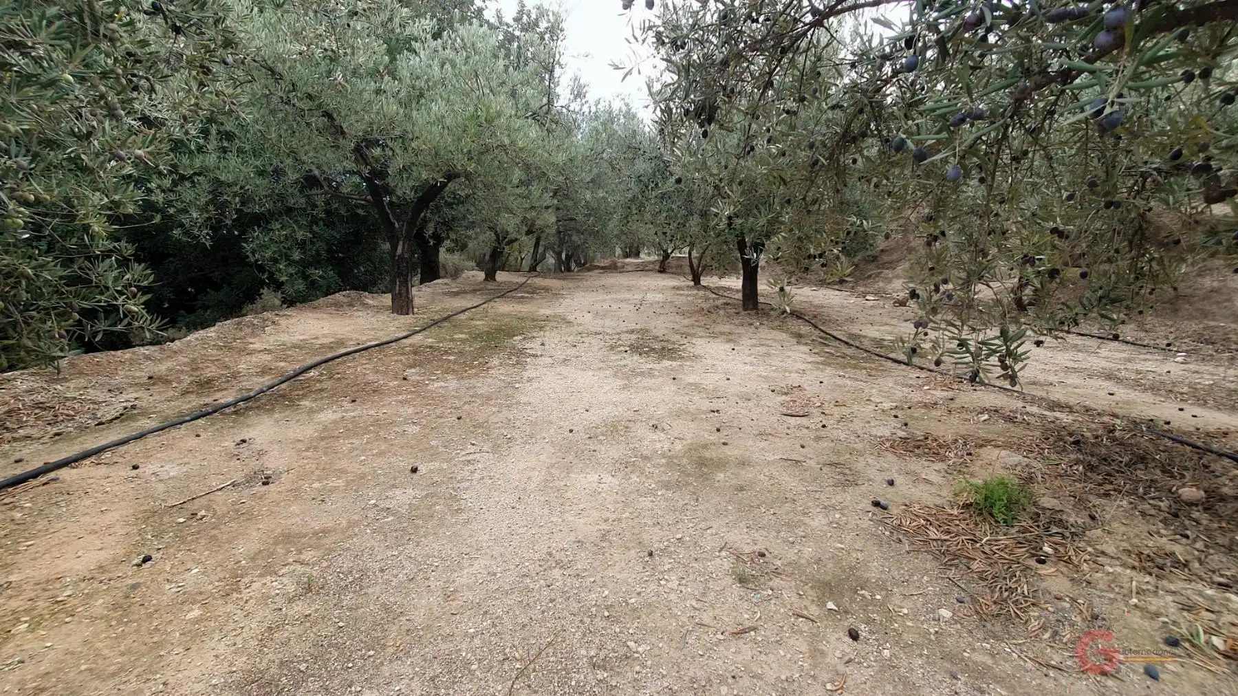 Terreni e lotti in vendita a El Pinar, imagen 4