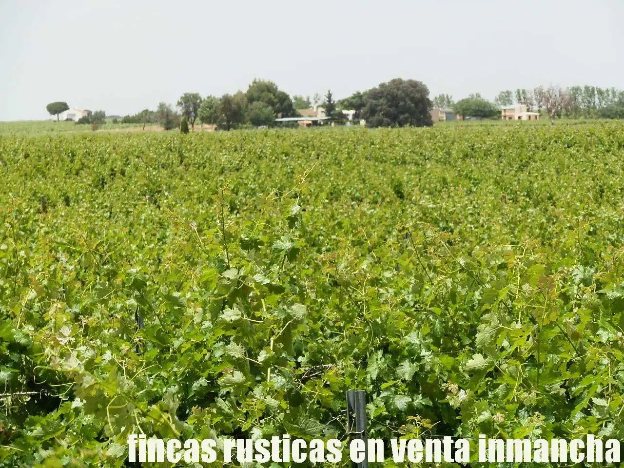 Terreni e lotti in vendita a Villarrobledo, imagen 17