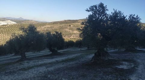 18 FANEGAS DE OLIVAR TRADICIONAL, immagine 5