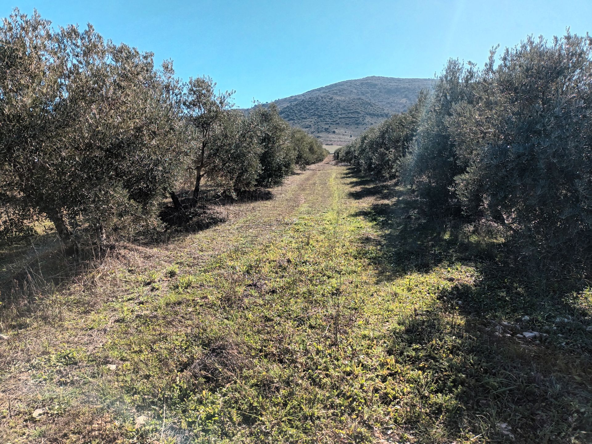 Land for sale in Villapalacios