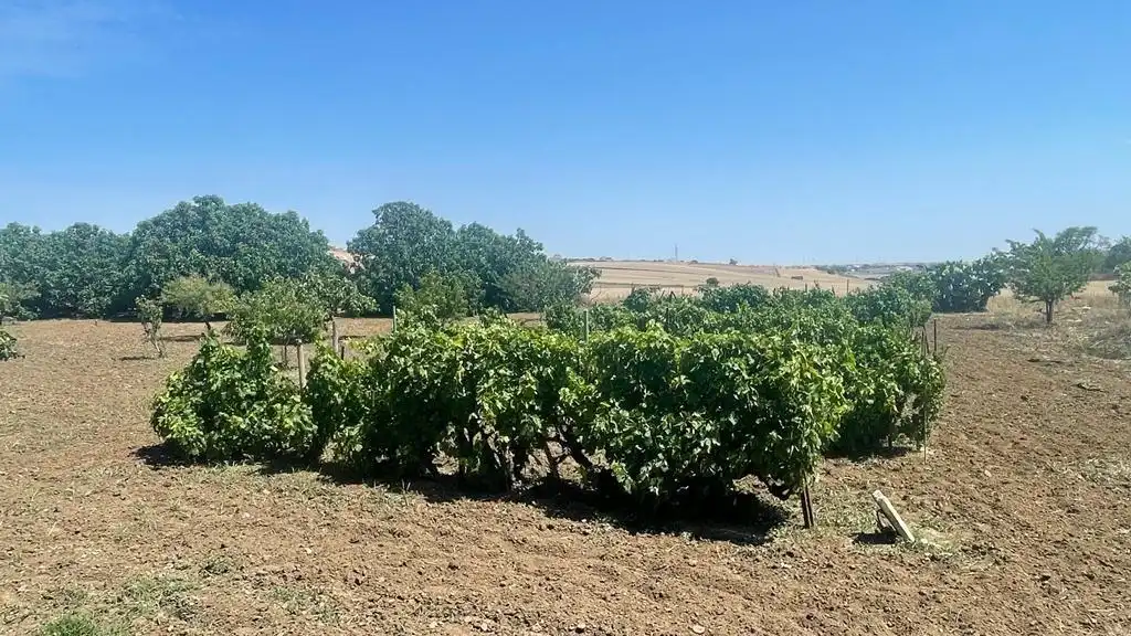 Rustikales Grundstück zum Verkauf in Las Lagunas - Campano, imagen 3