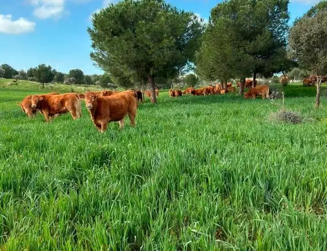 Terreni e lotti in vendita a San Roque - Ronda Norte