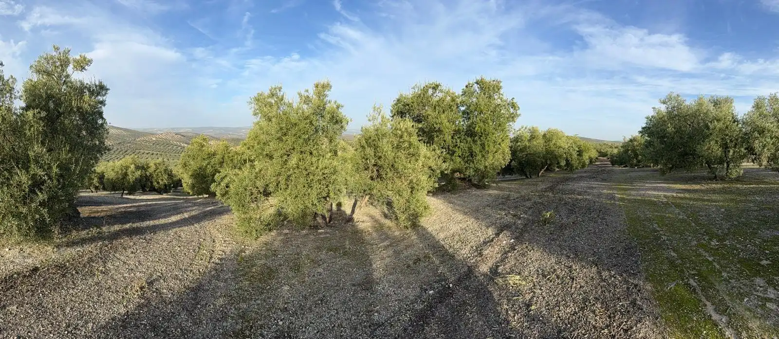 Land for sale in Benamejí