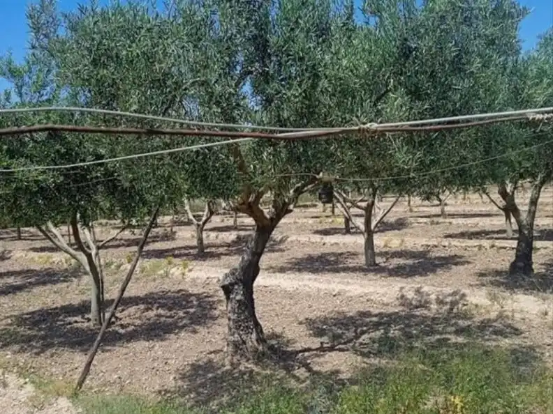 Grundstücke zum Verkauf in Balanegra