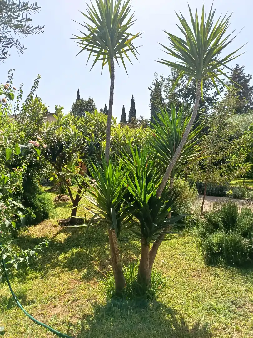 Villa avec piscine à louer à Urbanizacion el Campillo, imagen 71