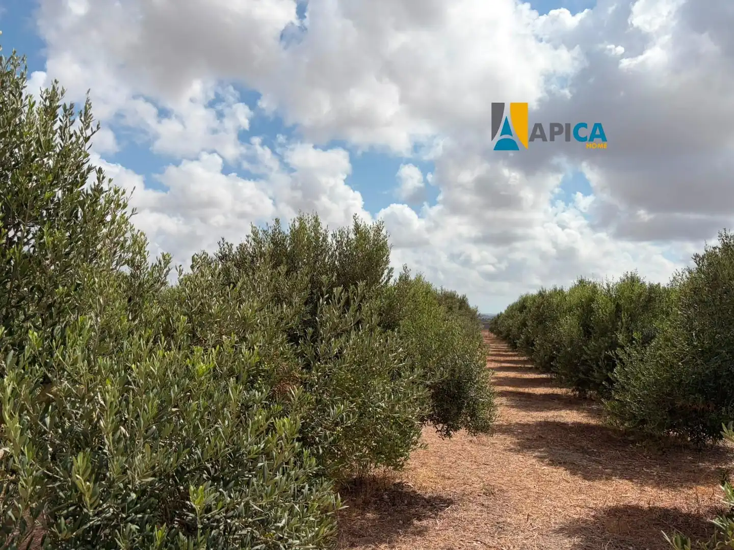 Rural land for sale in Los Franceses – La Vega, imagen 3