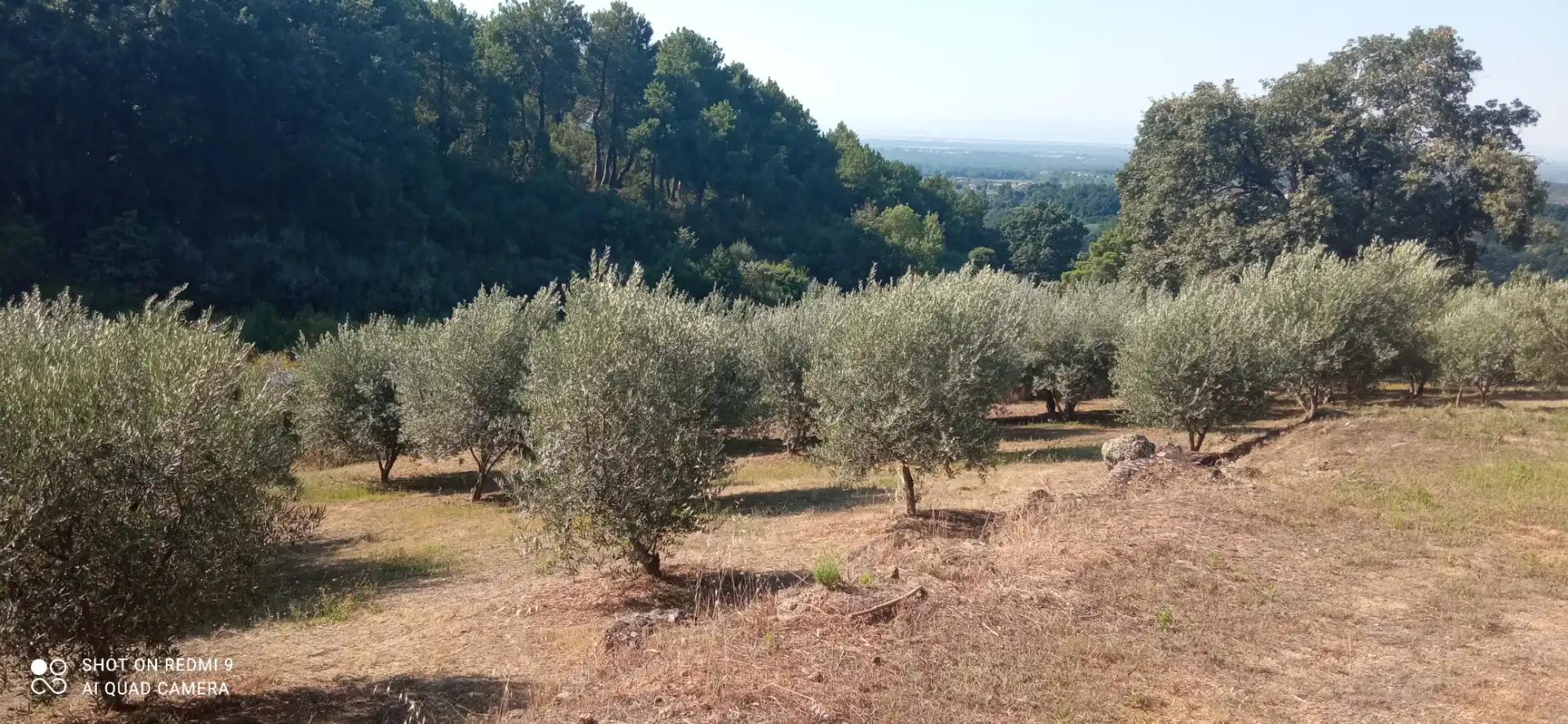 Terreno rustico in vendita a Candeleda