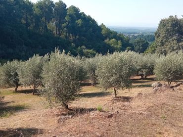 Terreno rustico in vendita a Candeleda