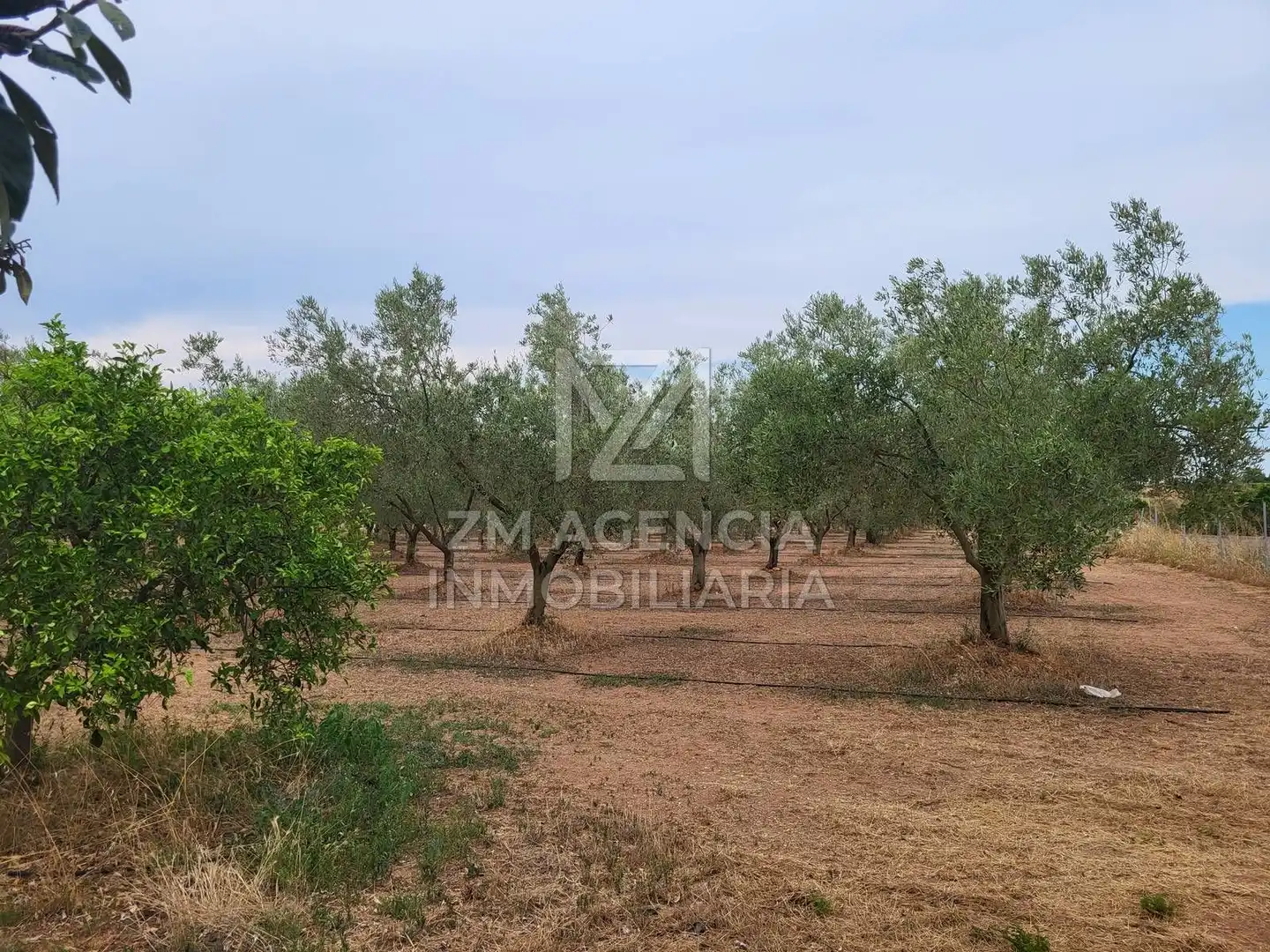 Terreno rústico en venta en Pueblo, imagen 2